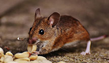 24 Hour & Emergency Exterminators in Stack Town, PA